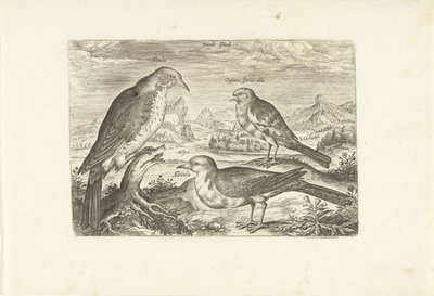 Drei Vögel in einer Landschaft von Adriaen Collaert