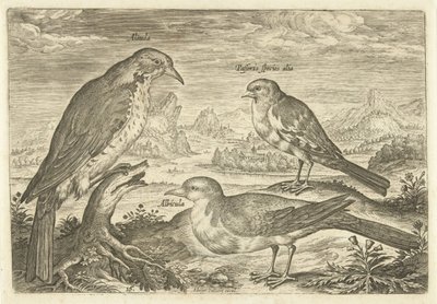 Drei Vögel in einer Landschaft von Adriaen Collaert