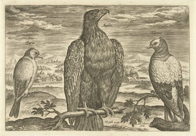 Drei Vögel in einer Landschaft von Adriaen Collaert