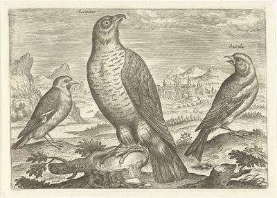 Drei Vögel in einer Landschaft, Vögel (Serientitel), Avivm vivae (Serientitel) von Adriaen Collaert