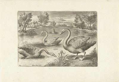 Drei Schwäne in einem Teich von Adriaen Collaert
