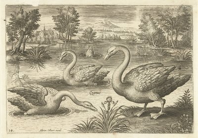 Drei Schwäne in einem Teich von Adriaen Collaert