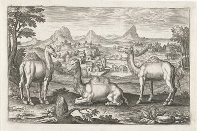 Dromedare und ein Kamel von Adriaen Collaert