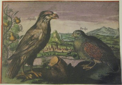 Adler und Rebhuhn, Iconotheca Valvasoriana von Adriaen Collaert