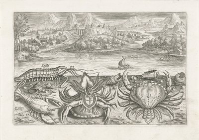 Einige Schalentiere am Strand von Adriaen Collaert