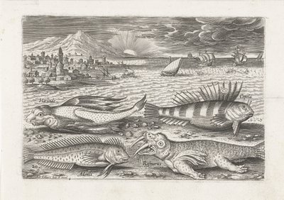 Einige Fische und ein Walross am Strand von Adriaen Collaert