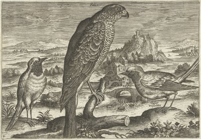 Einige Vögel in einer Landschaft von Adriaen Collaert
