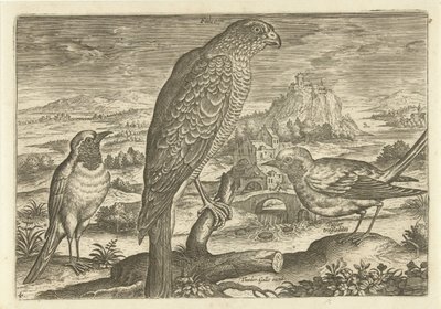Einige Vögel in einer Landschaft (Vogels, Avivm vivae) von Adriaen Collaert