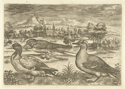 Einige Vögel in einer Landschaft von Adriaen Collaert