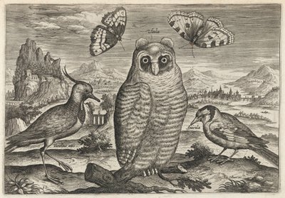 Kiebitz, Waldohreule und Stieglitz von Adriaen Collaert