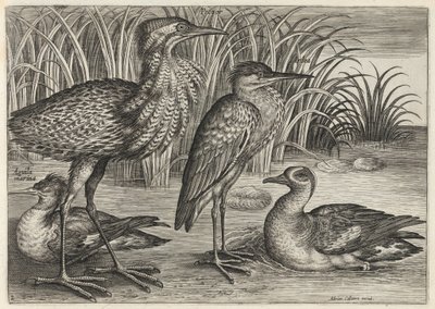 Säger, Rohrdommel, Reiher und Krickente von Adriaen Collaert