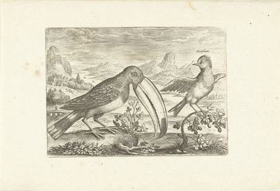 Zwei exotische Vögel in einer Landschaft (Vögel, Avivm vivae) von Adriaen Collaert