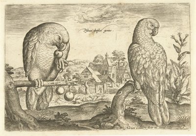 Zwei Papageien in einer Landschaft (Avivm Vivae, Vogels) von Adriaen Collaert