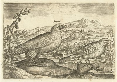 Zwei Vögel in einer Landschaft von Adriaen Collaert