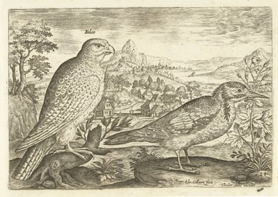 Zwei Vögel in einer Landschaft (Serie: Avivm Vivae, Vögel) von Adriaen Collaert