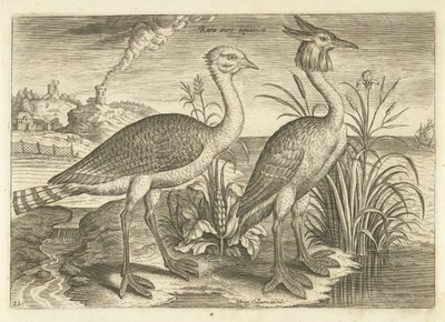 Zwei Watvögel in einer Landschaft (Serie: Vögel, Avivm vivae) von Adriaen Collaert