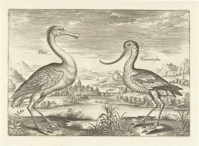 Zwei Watvögel in einer Flusslandschaft von Adriaen Collaert