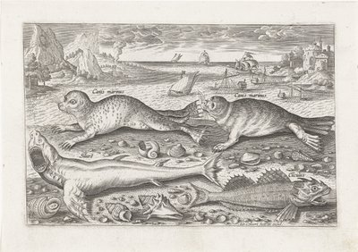 Zwei Robben und zwei Fische am Strand von Adriaen Collaert