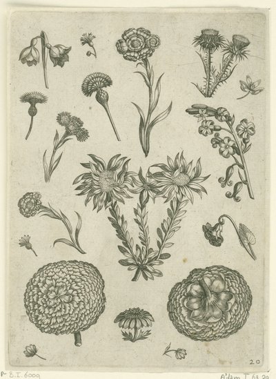 Verschiedene Blumen, darunter Chrysantheme und Distel (Florilegium) von Adriaen Collaert