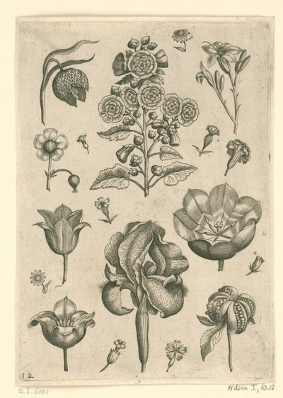 Verschiedene Blumen, darunter Iris und Veilchen von Adriaen Collaert