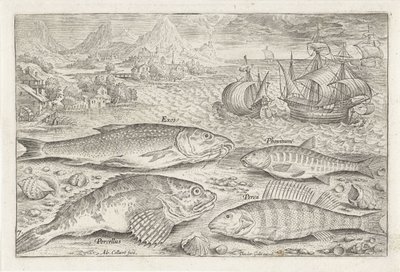Vier vissen auf dem Strand von Adriaen Collaert