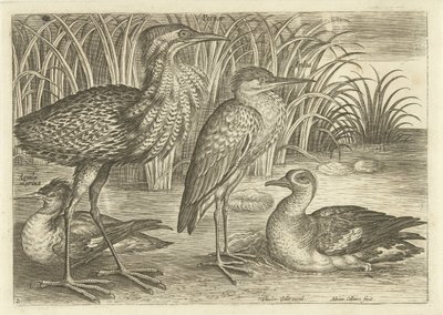 Vier Watvögel am Ufer (Vögel) von Adriaen Collaert