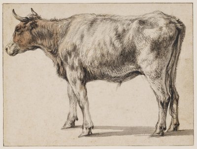 Ein stehender junger Stier von Aelbert Cuyp