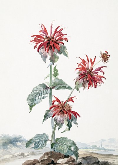 Eine rote Bergamotte in einer Landschaft von Aert Schouman