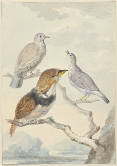 Drei Vögel, zwei Inkatauben und ein Kragenkuckuck von Aert Schouman