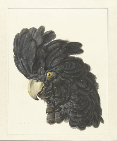 Kopf eines Kakadus von Aert Schouman