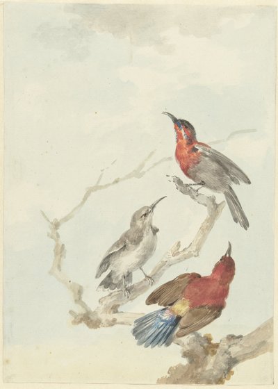 Drei purpurrote Sonnenvögel von Aert Schouman