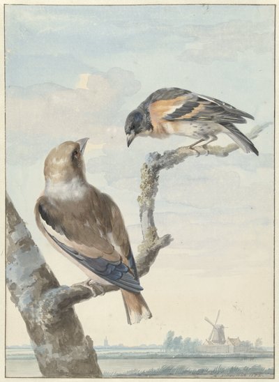 Zwei Vögel: ein Kernbeißer (Coccothraustes coccothraustes) und ein Bergfink (Fringilla montifringilla) von Aert Schouman