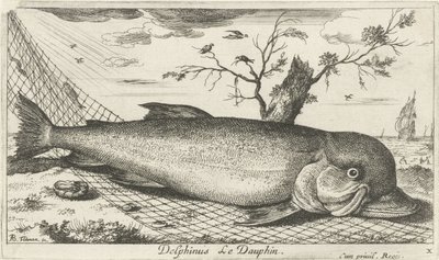 Delfin in einem Fischernetz (Vissen en andere zeedieren - zoutwater derde reeks) von Albert Flamen
