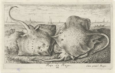 Drei Rochen am Strand (Vissen en andere zeedieren - zoutwater tweede reeks, Poissons de mer) von Albert Flamen