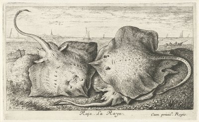 Drei Rochen am Strand von Albert Flamen
