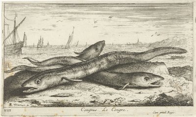 Drei Seeaale am Strand von Albert Flamen