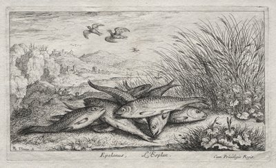 Süßwasserfische, Teil II: Epelanus, L