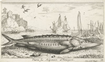 Stör am Strand von Albert Flamen