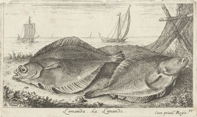 Zwei Schollen am Strand von Albert Flamen