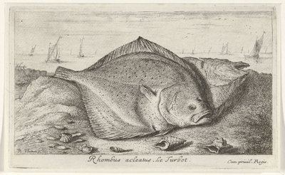 Zwei Steinbutte am Strand (Vissen en andere zeedieren - zoutwater derde reeks) von Albert Flamen