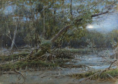 Glühwürmchen, Demerera, ca. 1902 von Albert Goodwin
