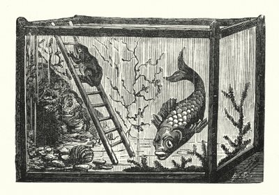 Fisch und Frosch in einem Aquarium (Gravur) von Albert Robida