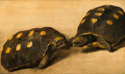 Studie von zwei brasilianischen Schildkröten von Albert van der Eeckhout