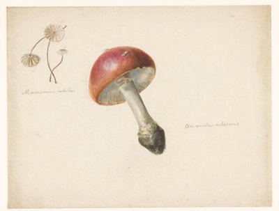 Studienblatt mit Pilzen, der Amanita Rubescens und der Marasmius Rotula von Albertus Steenbergen