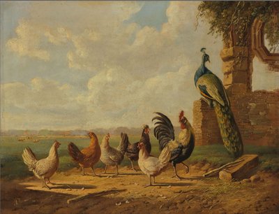 Kippen en pauw in een landschap von Albertus Verhoesen