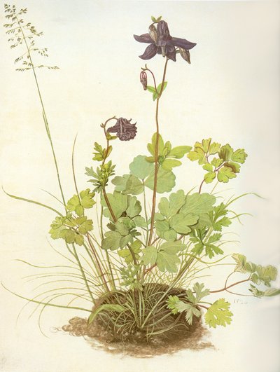 Albrecht D Akelei von Albrecht Dürer