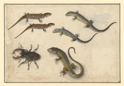 Fünf Eidechsen und (links) ein Hirschkäfer von Albrecht Dürer