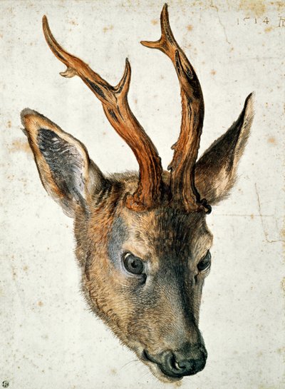 Kopf eines Rehs von Albrecht Dürer