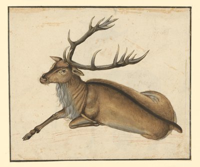 von Albrecht Dürer