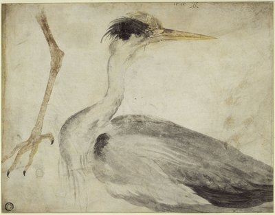  von Albrecht Dürer